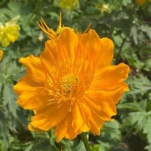 Trollius chinensis 'Golden Queen'