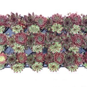 Sempervivum Chick Charms® 'Trio Cherry Cordial™'