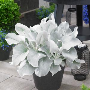 Senecio candicans 'Angel Wings'