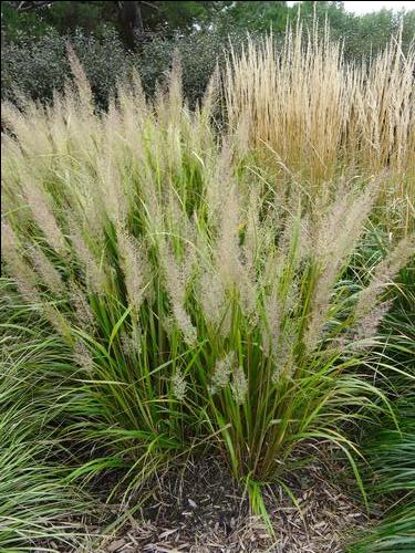 Calamagrostis brachytricha