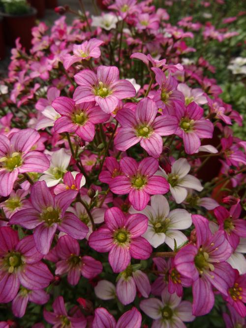 Saxifraga x arendsii (Creeping Saxifrage)