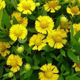 Helenium autumnale 'Salud™ Yellow'