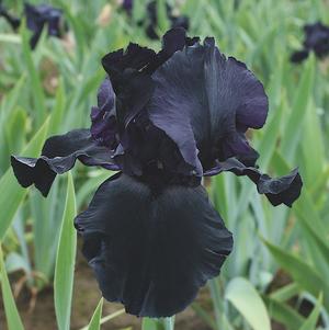 Iris germanica 'Blackwater'