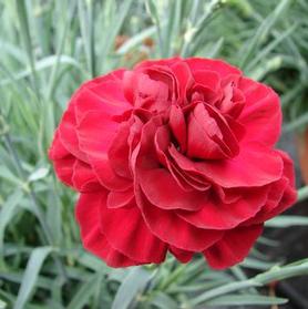 Dianthus 'Scent First™ Passion'