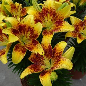 Lilium - Asiatic Pot Lily Looks™ 'Tiny Nugget'