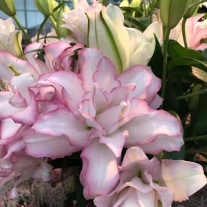 Lilium - Oriental Lily Double Flowering 'Roselily™ Anouska'