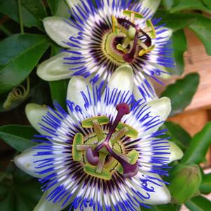 Passiflora caerulea