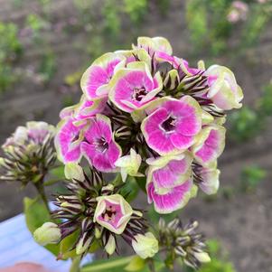 Phlox Tall Garden paniculata 'Orchid Yellow'