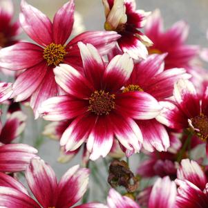 Coreopsis 'Satin and Lace™ Berry Chiffon'