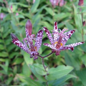 Tricyrtis 'Sinonome'