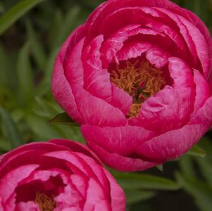 Peony 'Cytherea'