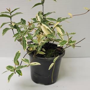 Asiatic jasmine 'Tricolor'
