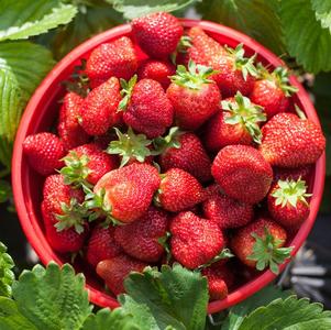 Strawberry 'Honeoye'