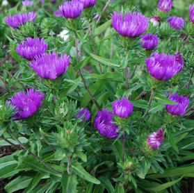 Stokesia laevis 'Honeysong Purple'