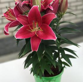 Lilium - Oriental Pot Lily Looks™ 'Sunny Keys'
