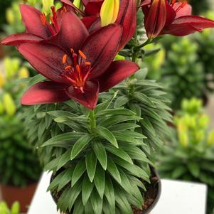 Lilium - Asiatic Pot Lily Looks™ 'Tiny Comfort'