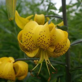 Lilium - Tiger Lily 'Citronelle (yellow)'