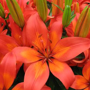 Lilium - Asiatic Pot Lily 'Matrix'