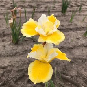 Iris siberica 'Peacock Butterfly™ Solar Energy'