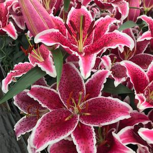 Lilium - Oriental Lily 'Starfighter'