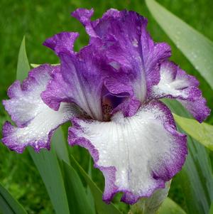 Iris germanica 'Mariposa Autumn'