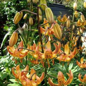 Lilium - Specialty Lily martagon 'Sunny Morning'