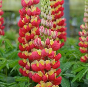 Lupinus 'Westcountry™ Tequila Flame'