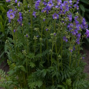 Polemonium boreale 'Heavenly Habit'