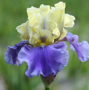 Iris germanica 'Edith Wolford'