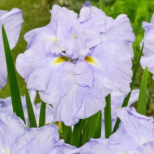 Iris ensata 'Dinner Plate™ Ice Cream'