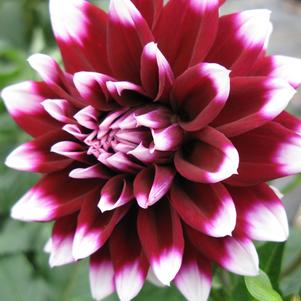 Dahlia Tall Dinner Plate 'Mystery Day'