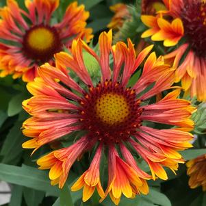 Gaillardia aristata 'Spintop Copper Sun'