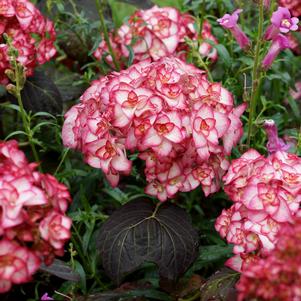 Hydrangea macrophylla 'Miss Saori'