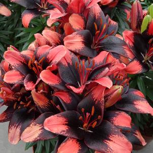 Lilium - Asiatic Pot Lily Looks™ 'Tiny Shadow'