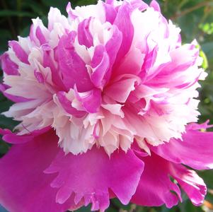 Peony 'Celebrity'