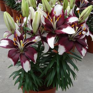 Lilium - Asiatic Pot Lily Looks™ 'Tiny Padhye'