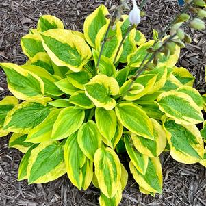 Hosta 'Glad Rags'