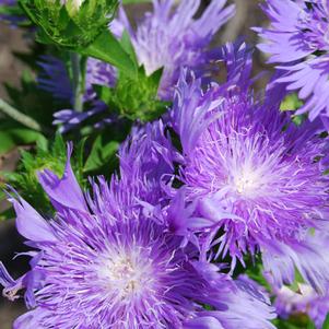 Stokesia laevis 'Peachie's Pick'