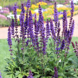 Salvia nemorosa 'Salvatore Blue'