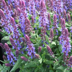 Salvia nemorosa 'Sensation® Sky Blue'