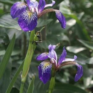 Iris versicolor 