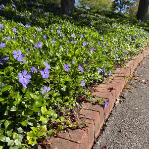 Vinca minor 'Bowles Variety'