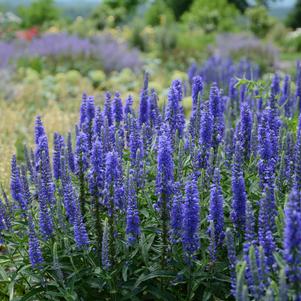 Veronica 'Moody Blues® Dark Blue'