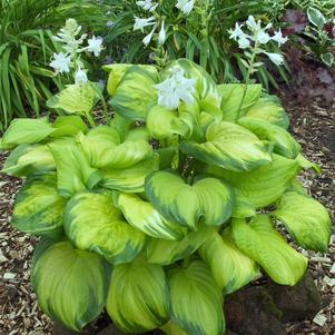 Hosta 'Stained Glass'