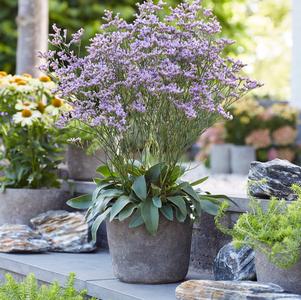 Limonium gmellinii 'Dazzle Rocks'