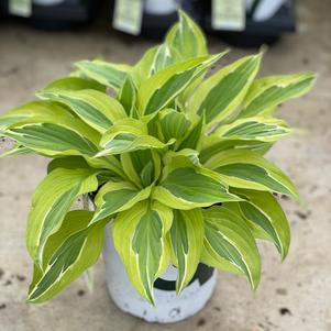 Hosta 'Yellow Polka Dot Bikini'