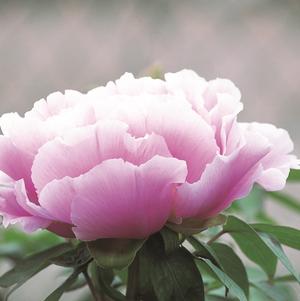 Peony Tree suffruticosa 'Chojuraku (Lavender)'