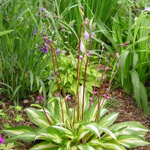 Hosta 'Cherry Berry'