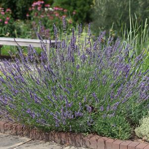 Lavandula x intermedia 'Phenomenal'