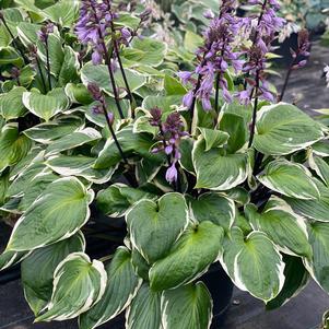 Hosta 'Sorbet'